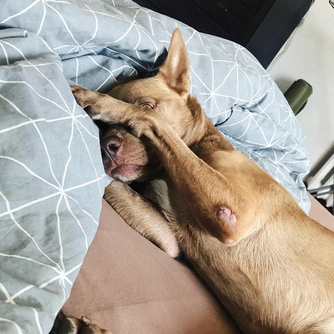 коричневая собака спит