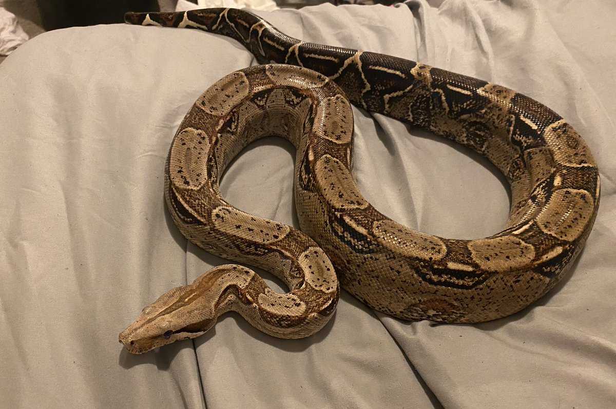 коричневая змея лежит на простыне
