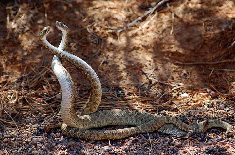 коричневые змеи играют