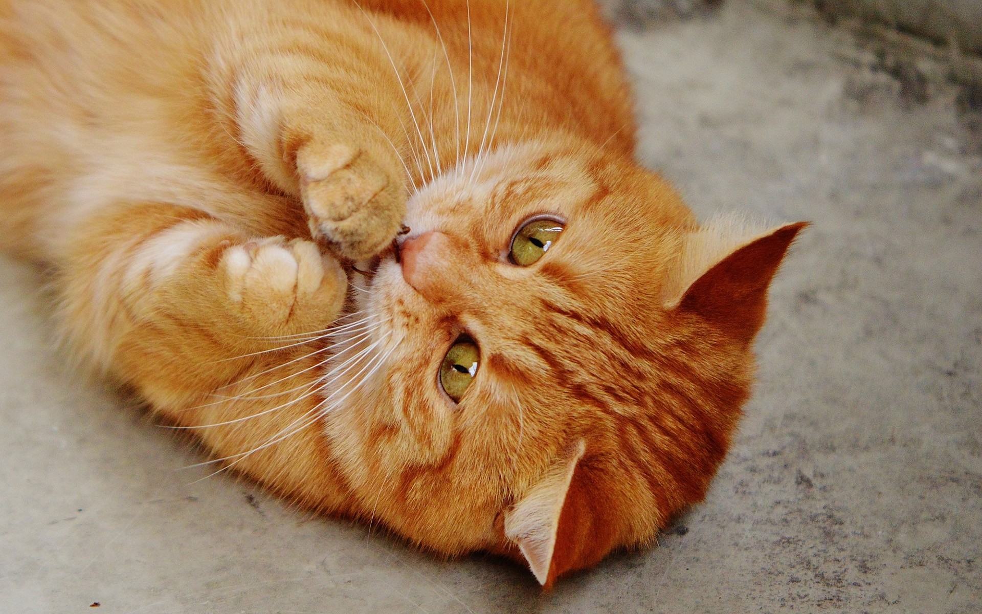 кошечка лежит