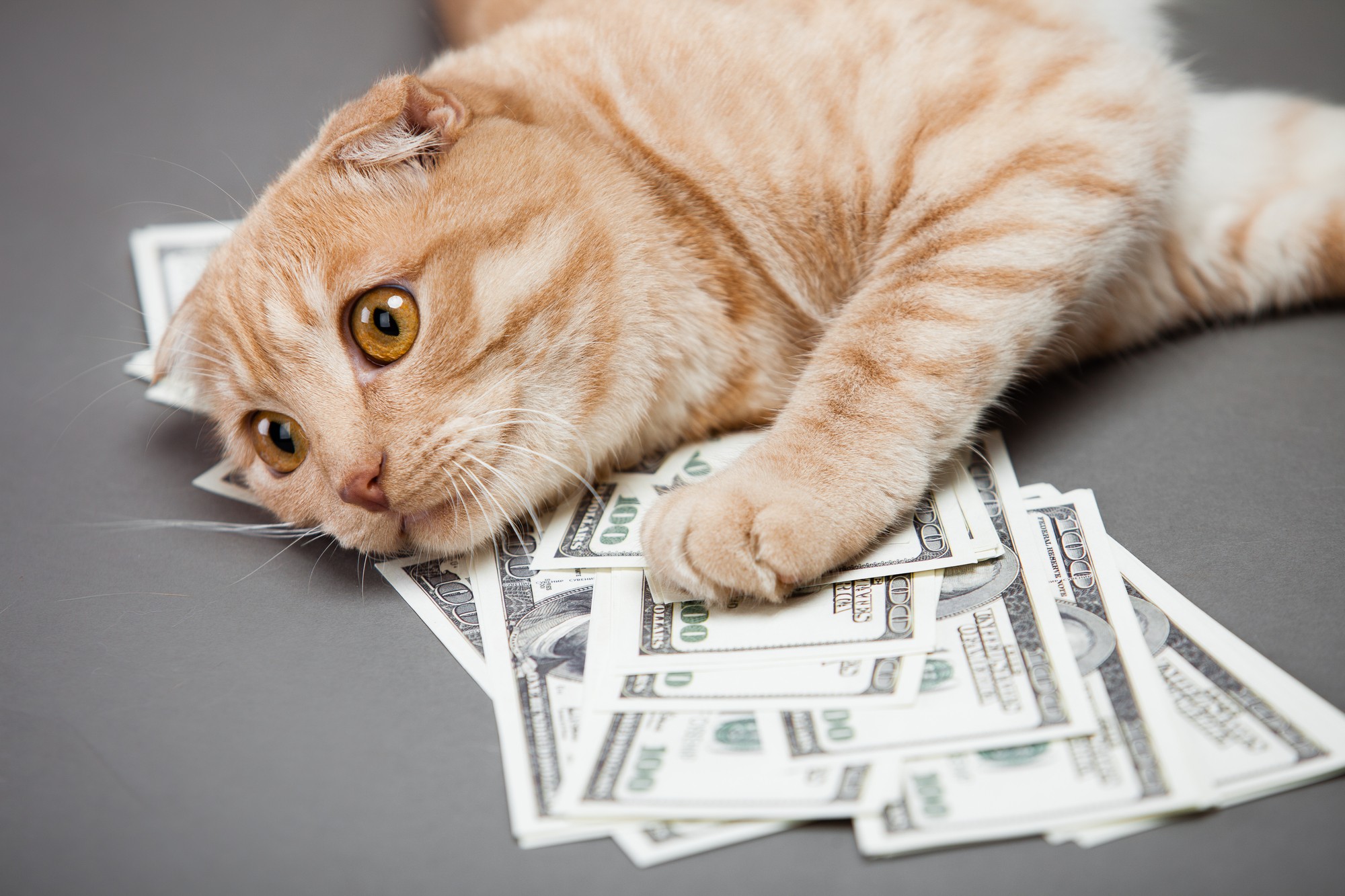 кот лежит на деньгах