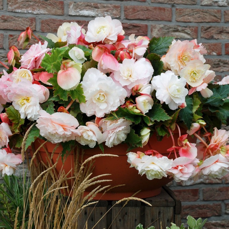 красивая бегония в кашпо