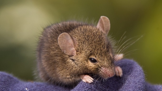 красивая мышка