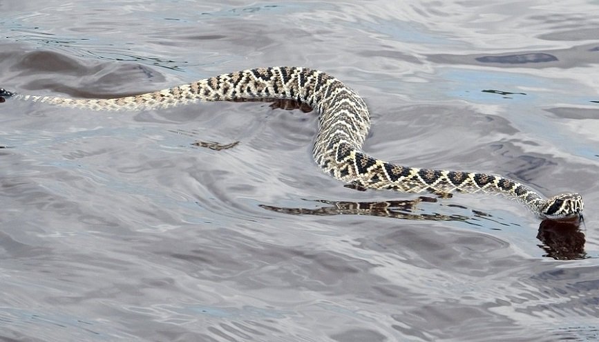 красивая змея в воде