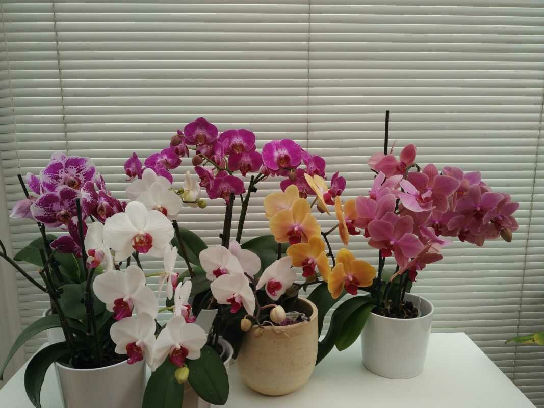 красивые цветы