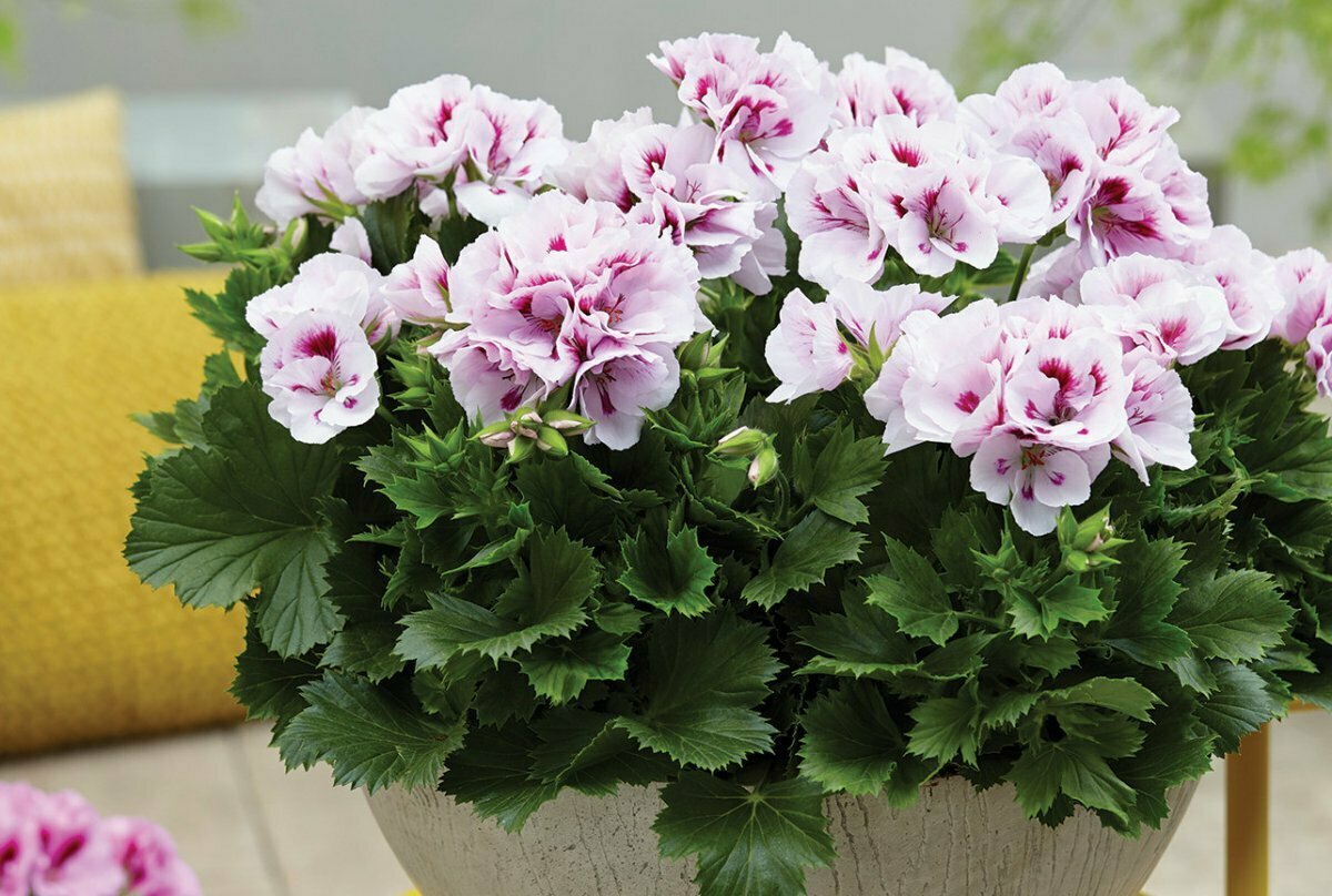 красивый цветок