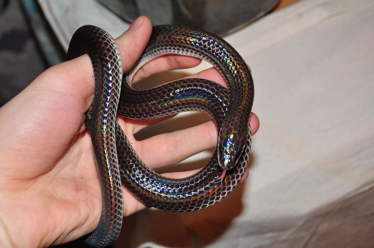 красия змея в руке человека