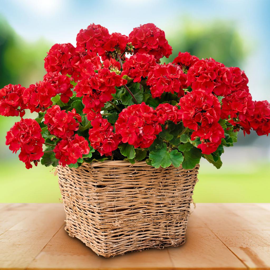 красная герань к кашпо