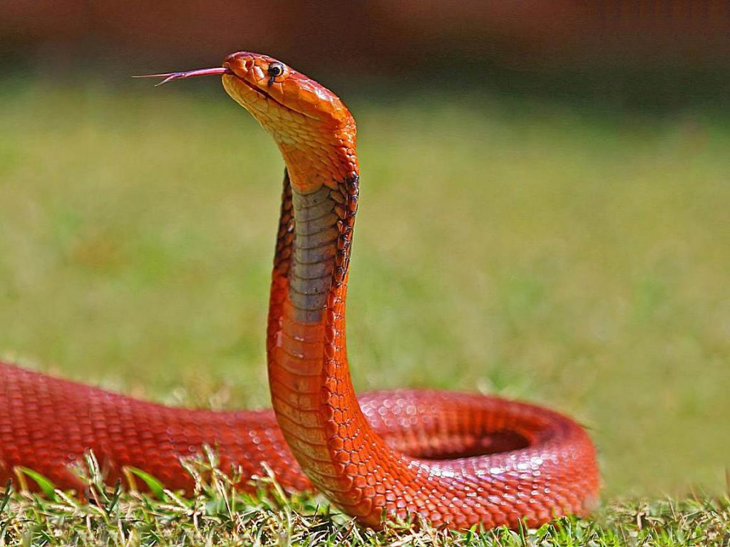 красная змея на траве