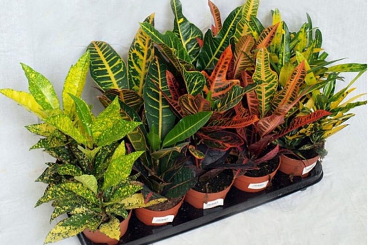 кротон на размножение в горшочках