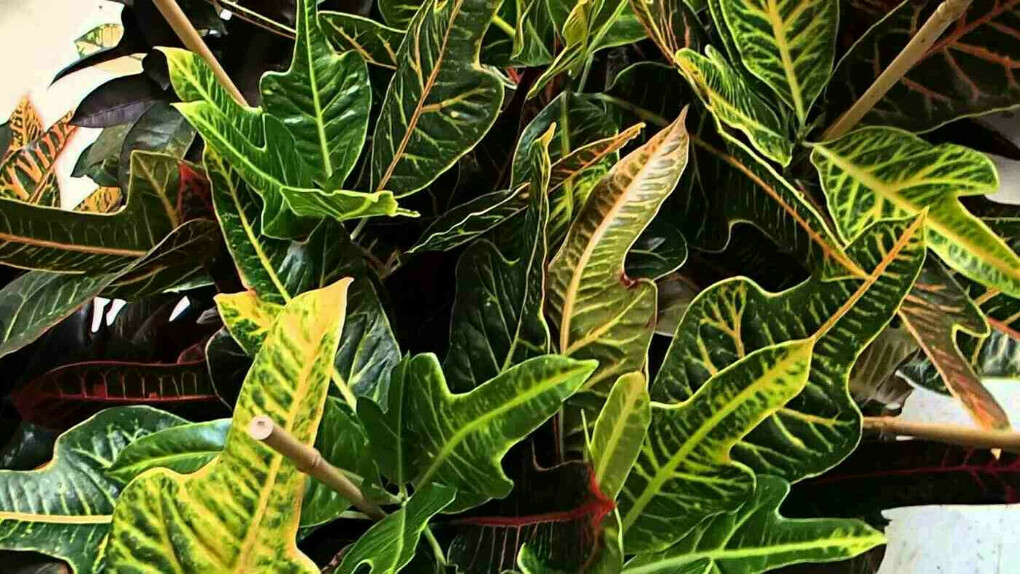 кротон взрослый зеленый