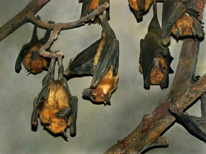 Стая летучих мышей