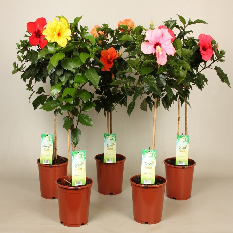 купить цветок в подарок