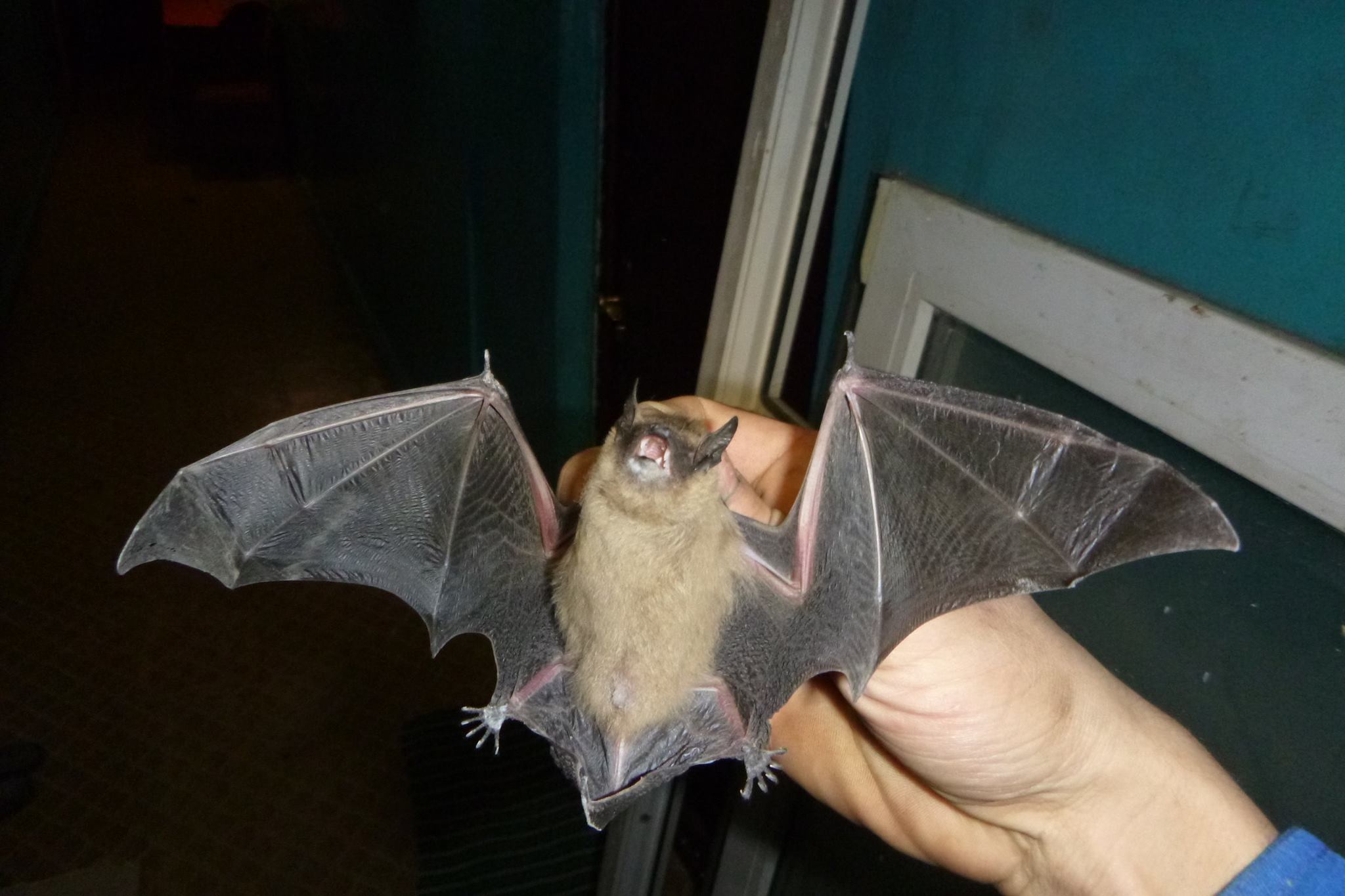 летучая мышь в руке