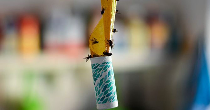 Липкая лента для ловли мух