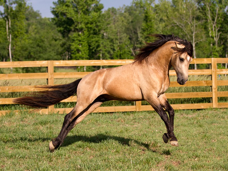 лошадь в солнечный день