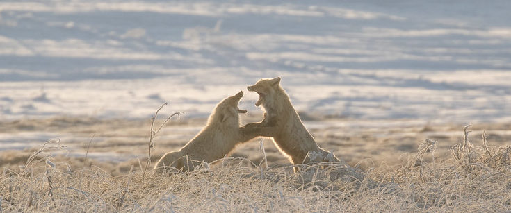 метафоричная драка с отцом