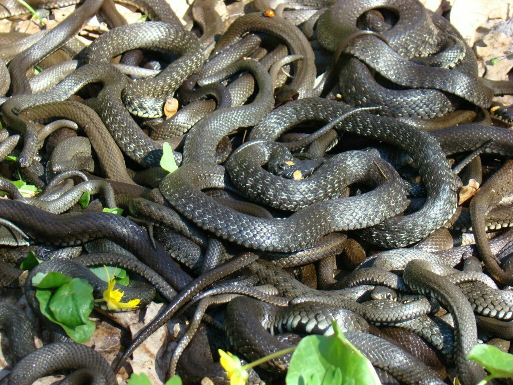 много змей лежат в клубке