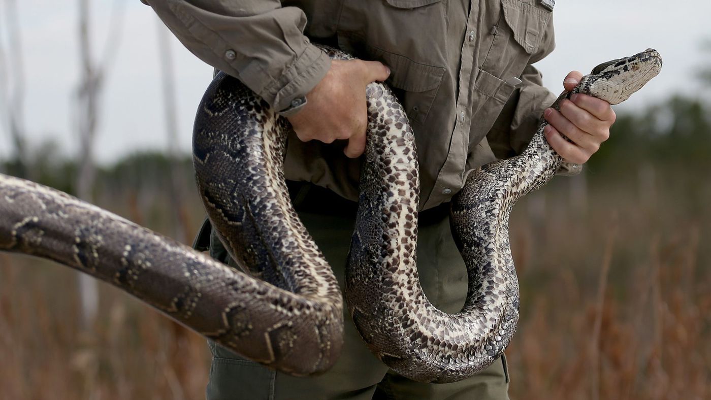 мужчина держит змею