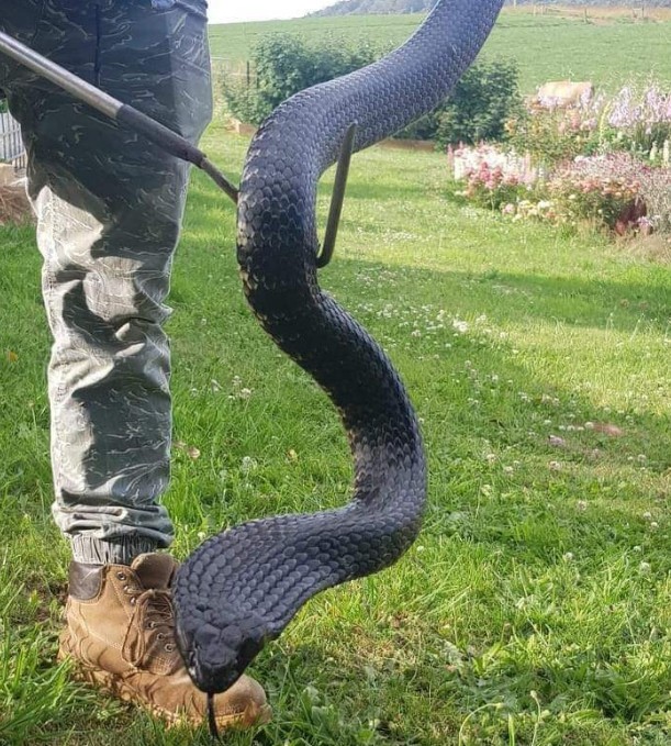 мужчина поймал черную змею