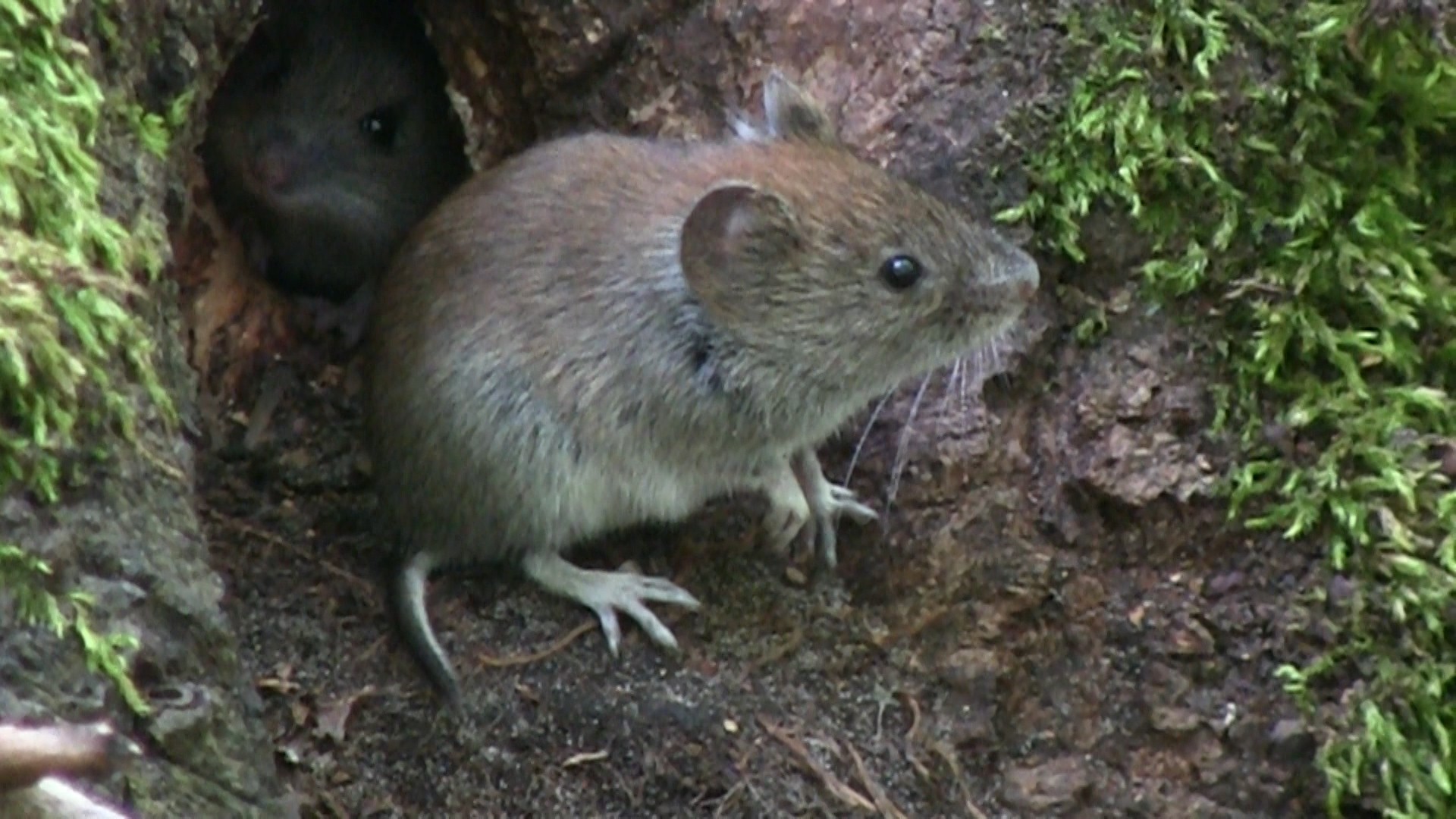 мышь на земле