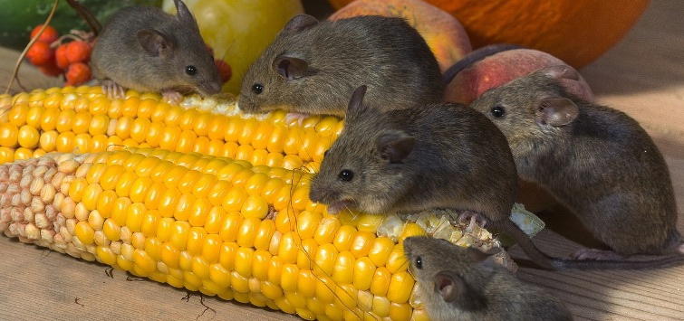 мышки едят кукурузу