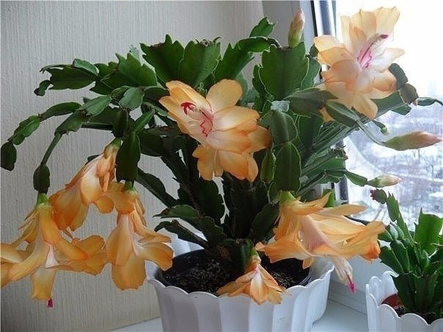 на окне стоит цветок