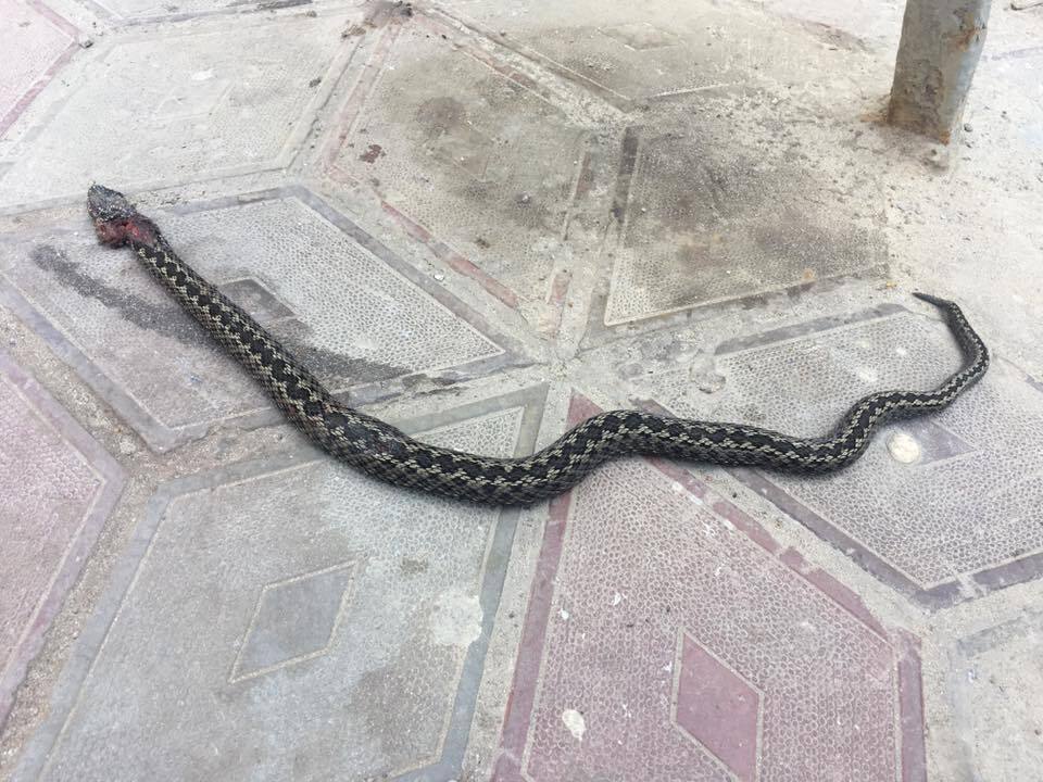 на плитке во дворе мертвая змея