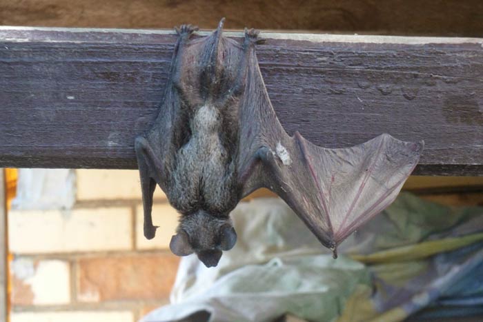 Летучая мышь и окно