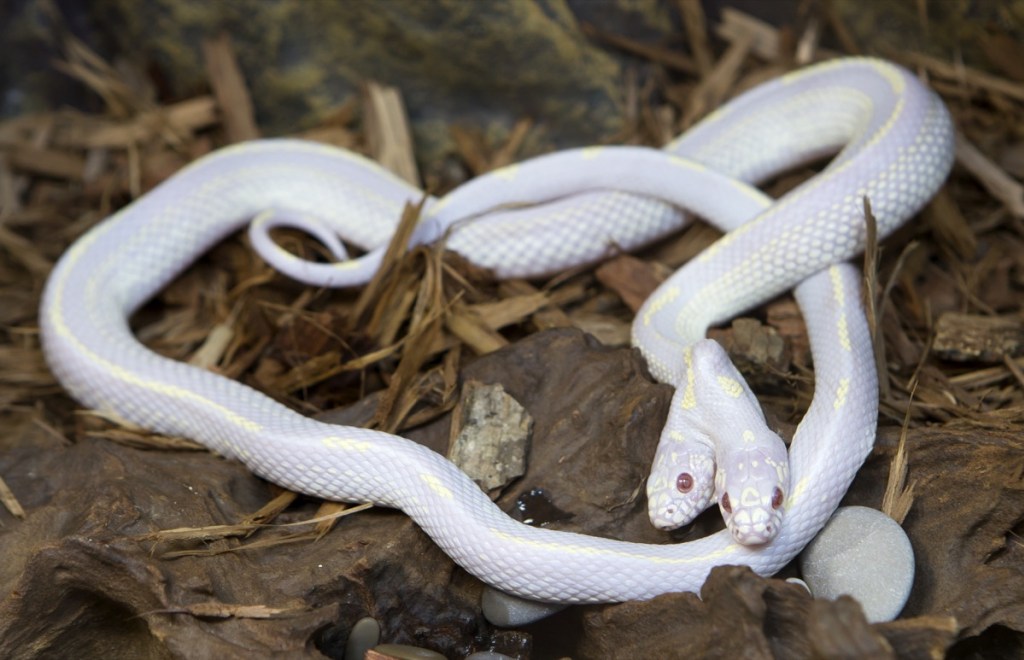 несколько белых змей на листве
