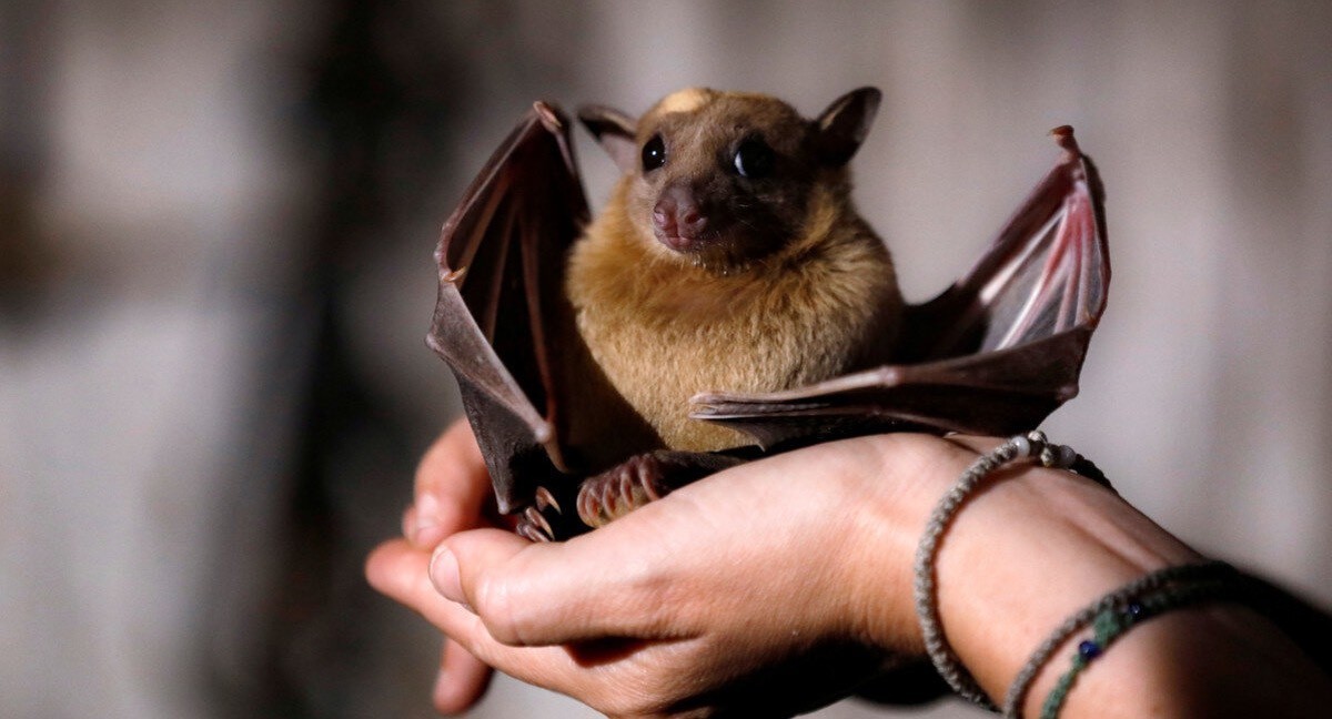 Летучая мышь на ладони