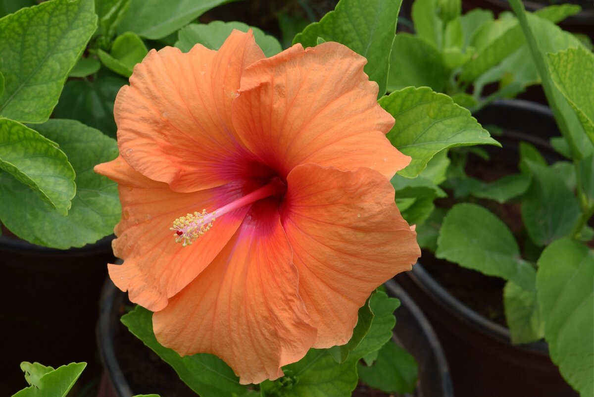 оранжевый цветок