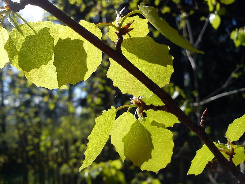 Молодая осина