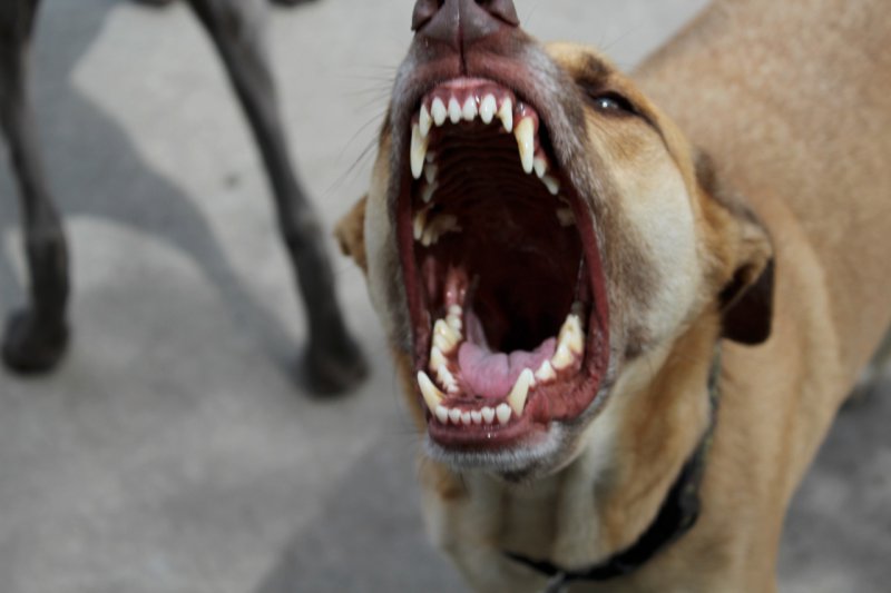 открытая пасть собаки