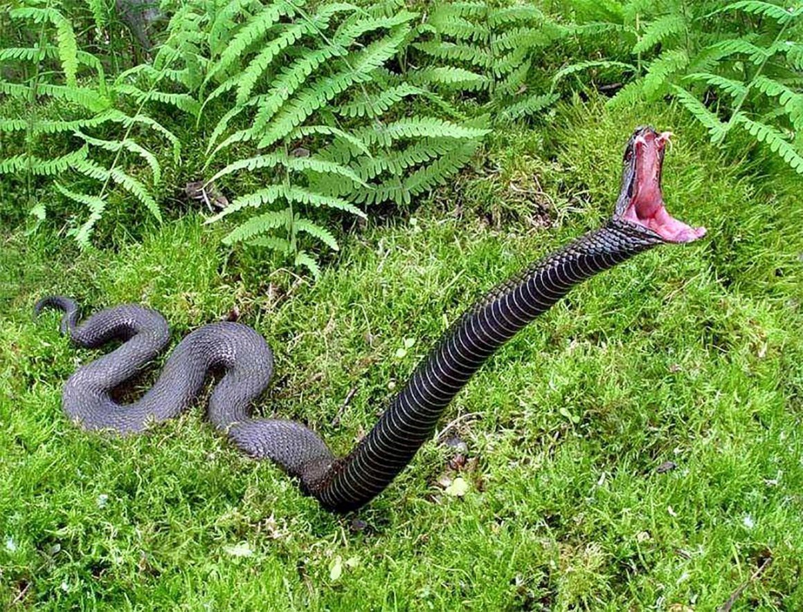 папоротник зеленый а рядом змея