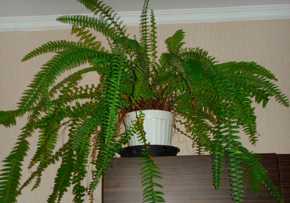 папортник сохнет