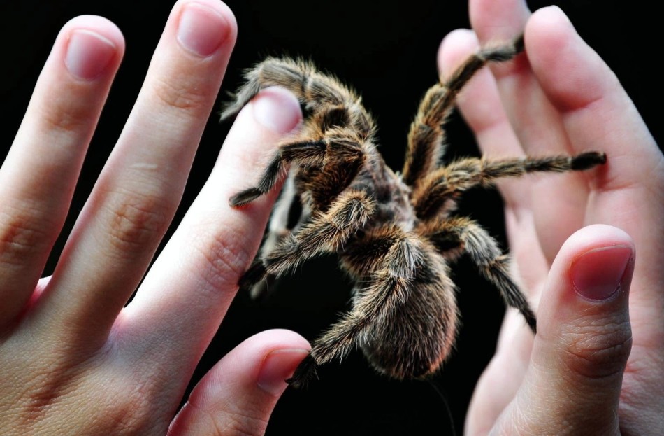 Паук на руках человека