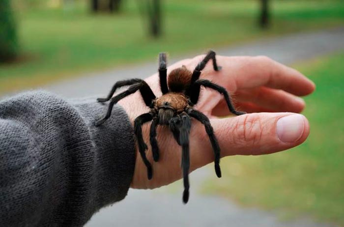 Паук на руке