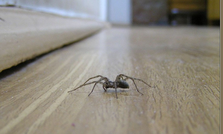 Домовой паук ползет по полу
