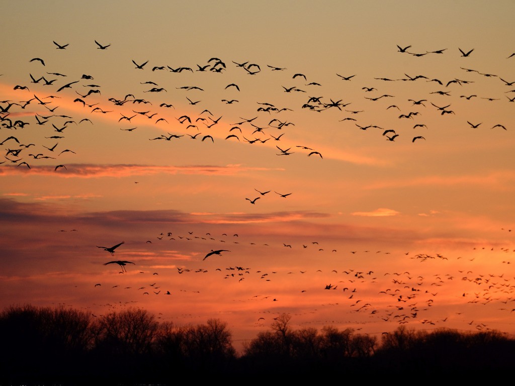 перелетные птицы