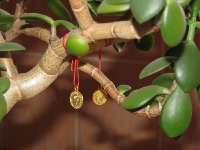 Деньги на толстянке