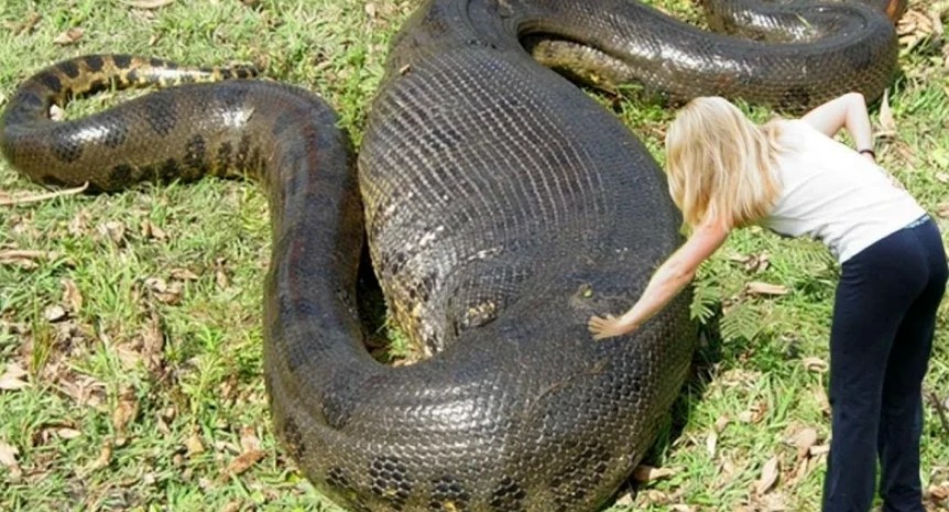 питон съел человека а девушка смотрит на это