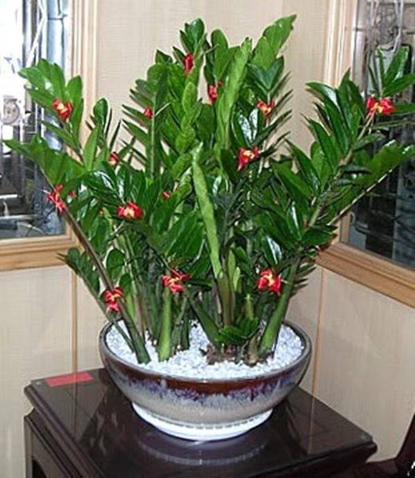 долларовое дерево зацвело к чему