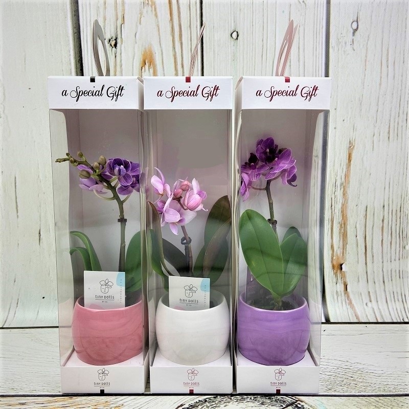 подарить цветок в упаковке