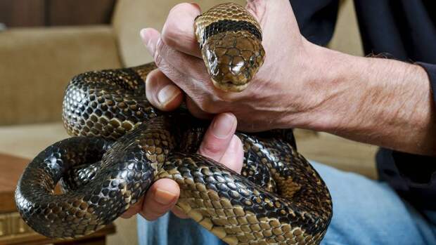 поймана коричневая змея