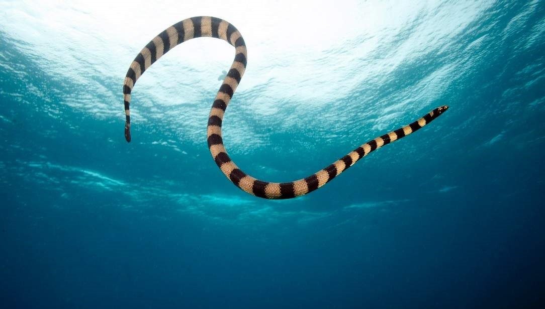полосатая змея в воде