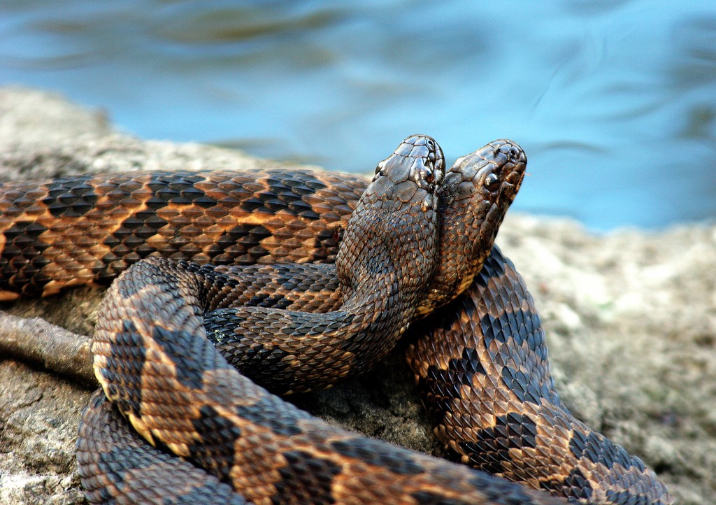 полосатые змеи играют