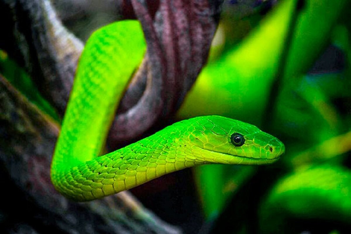 ползет зеленая змея