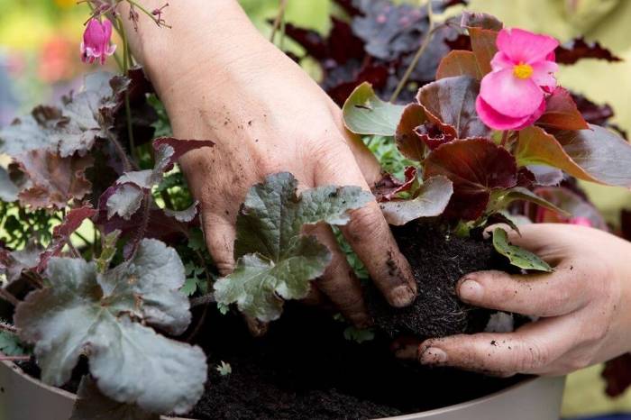 посадка бегонии в кашпо