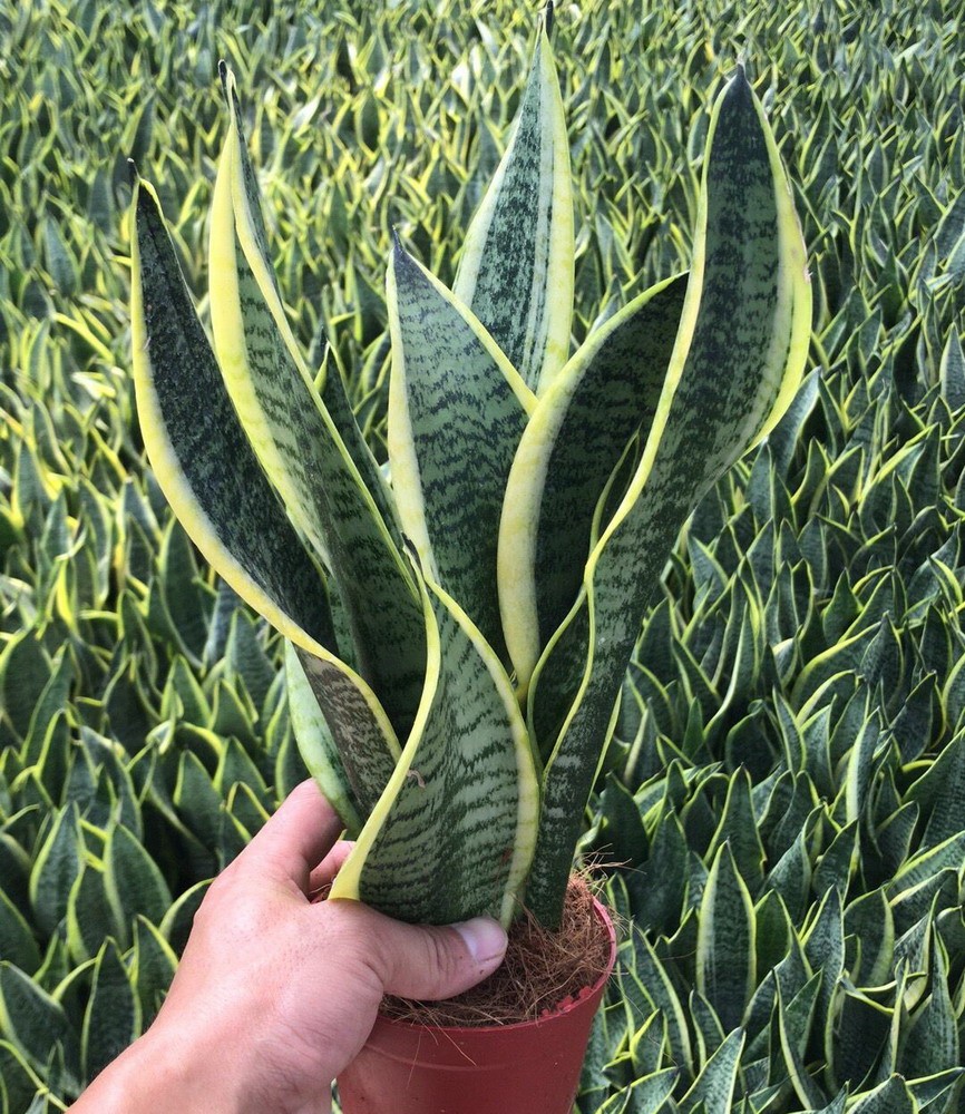 размножение цветка